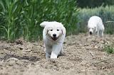 GOLDEN RETRIEVER 634